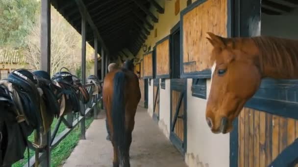 Art af hestehoved – Stock-video