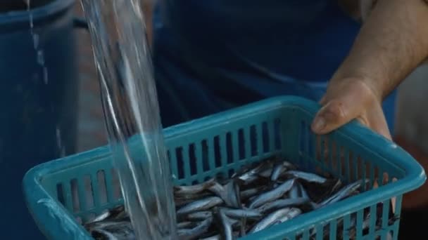 Blue basket with anchovies — Vídeo de Stock