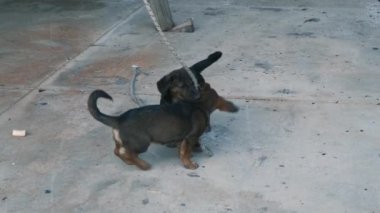 Birkaç köpek koşar ve bir Rap ile oynar..