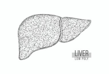 İnsan ciğeri Kablo çerçevesi düşük polimerli. Tıbbi konsept, hepatit tedavisi. Beyaz arka planda izole edilmiş. Vektör illüstrasyonu.