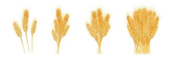Ensemble d'épis de blé mûrs, d'épillets et de grains. — Image vectorielle