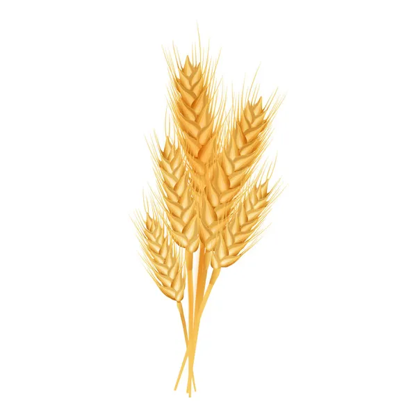 Sada zralých pšeničných uší, hřeby a zrna. Designový prvek pro ekologické produkty, pekařství, zemědělství. Izolované na bílém pozadí. Vektorová ilustrace. — Stockový vektor