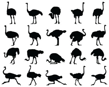 Beyaz arkaplanda siyah devekuşu siluetleri