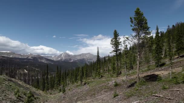 Drone Flying Pines Eleven Thousand Feet Monarch Colorado Memiliki Pemandangan — Stok Video