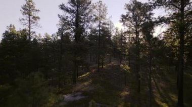 Colorado Çamları 'ndan Yükselen Güneş' e doğru uçan İHA görüntüleri Kara Orman 'dan yükselen güneşe doğru uçuyor..