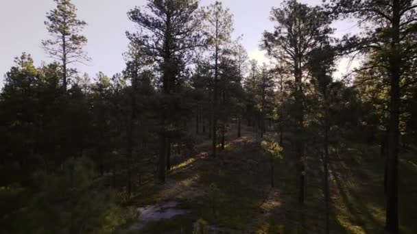 Colorado Çamları Ndan Yükselen Güneş Doğru Uçan Görüntüleri Kara Orman — Stok video