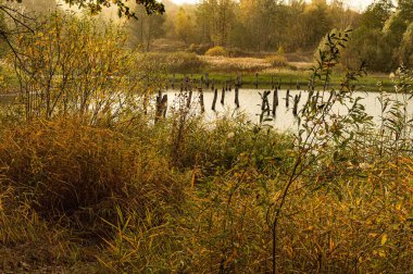 Göl, sonbahar, sonbahar, orman, su, manzara, sazlık, konserve, su