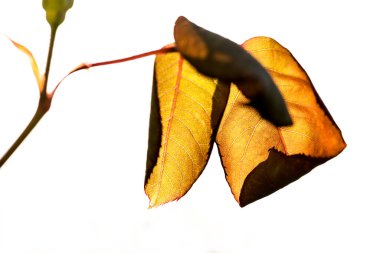 Beyaz arka planda bir bitkinin kuru dalları. Yatay görünüm