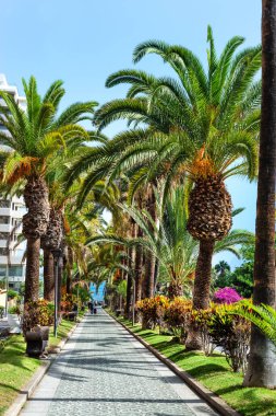 Puerto de la Cruz 'da palmiye ağaçları denize doğru yürür. Tenerife. Kanarya Adaları. İspanya