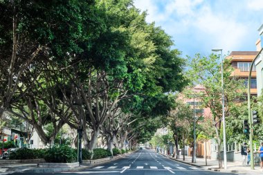 Santa Cruz de Tenerife 'de güneşli bir günde Tree Line Bulvarı. Kanarya Adaları. İspanya.