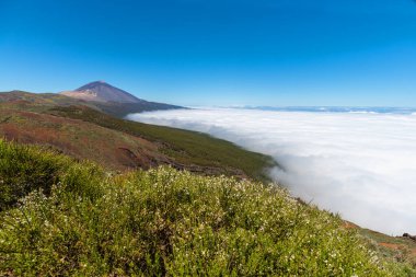 Ulusal parkı volkan ve beyaz çiçeklerle süreceğim. Tenerife. Kanarya Adaları. İspanya
