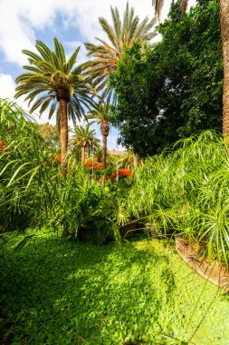 Tropical park with palm trees and fountain in Santa Cruz de Tenerife. Canary Islands. Spain