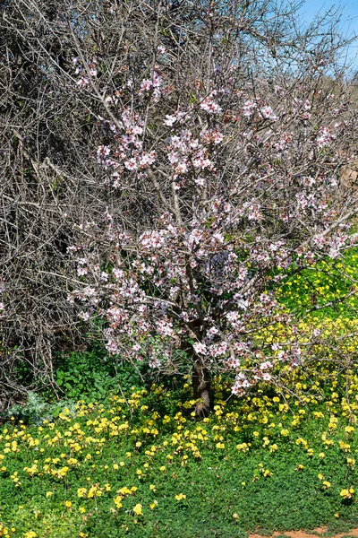Flowered Almond Tree Sunny Day Tenerife Canary Islands Spain — Stock Photo, Image