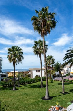 Tenerife 'de yeşil çimlerde ve mavi gökyüzünde bir grup palmiye ağacı. Kanarya Adaları. İspanya