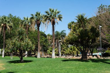Güneşli bir günde yeşil bir parkta palmiye ağaçları. Tenerife. Kanarya Adaları. İspanya