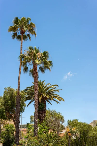 Güneşli bir günde Tenerife adasında farklı türde palmiye ağaçları. Kanarya Adaları. İspanya