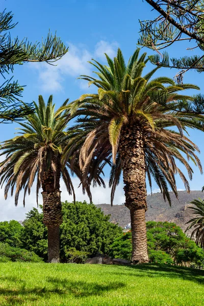 Tenerife公园里的棕榈树加那利群岛 西班牙 — 图库照片