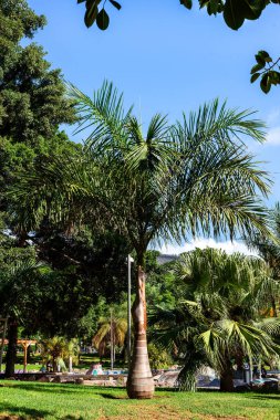 Tenerife 'de bir parkta palmiye ağacı. Kanarya Adaları. İspanya