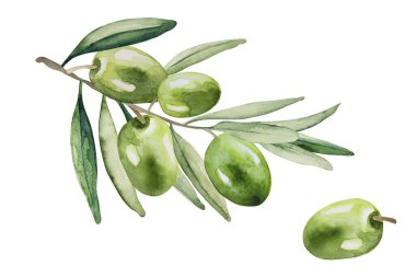 Yeşil zeytin meyvesi. Beyaz arka planda yaprakları olan zeytinli bir dal. El çizimi suluboya resim çizimi.