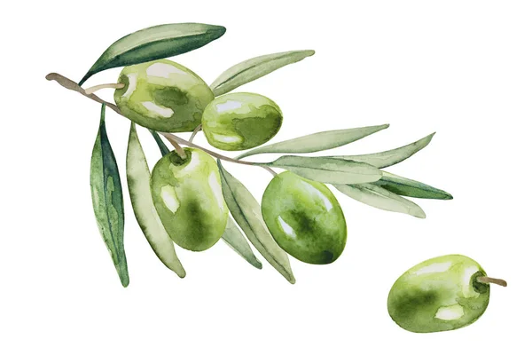 Grønn Olivenfrukt Kvist Med Oliven Blader Hvit Bakgrunn Håndtegnet Akvarellmaling – stockfoto