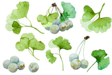 Yeşil ginkgo biloba dalları seti. Beyaz arka planda yapraklar ve böğürtlenler izole edilmiş. El çizimi suluboya çizimi.