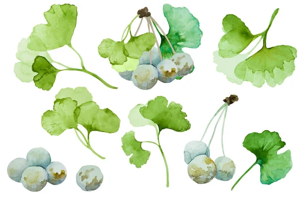 Yeşil ginkgo biloba dalları seti. Beyaz arka planda yapraklar ve böğürtlenler izole edilmiş. El çizimi suluboya çizimi.
