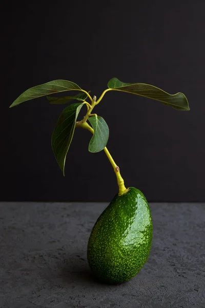 Fruta Rama Fresca Aguacate Verde Maduro Con Hojas Sobre Fondo —  Fotos de Stock