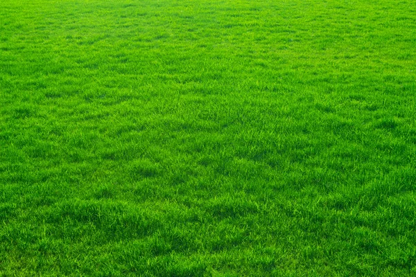 Зеленая Текстура Травы Фон — стоковое фото