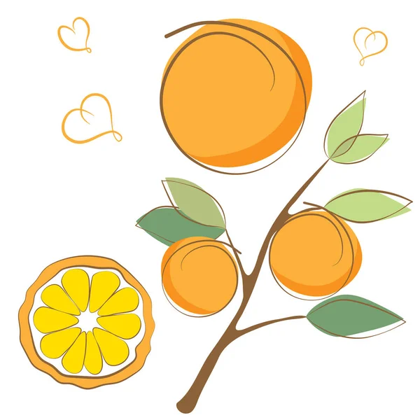 葉と新鮮な熟したオレンジのセット アブストラクトフルーツ オレンジの枝 概要ドア 漫画のフラットスタイル ベクターイラスト — ストックベクタ