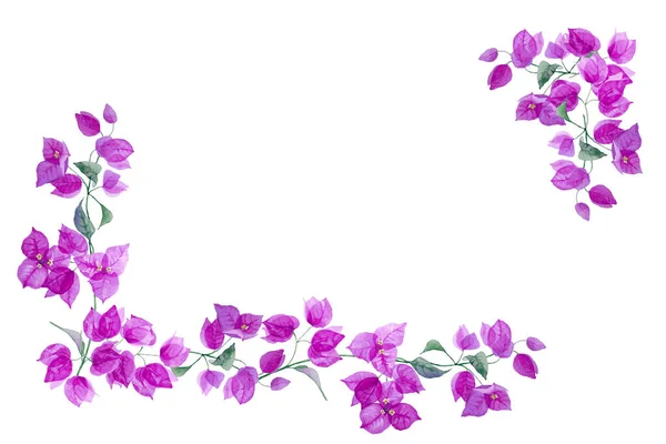 Cornice Angolare Esotico Fiore Viola Bougainvillea Isolato Sfondo Bianco Illustrazione — Foto Stock