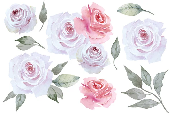 Güzel Pembe Güller Çiçekler Yapraklar Beyaz Arka Planda Izole Edilmiş — Stok fotoğraf