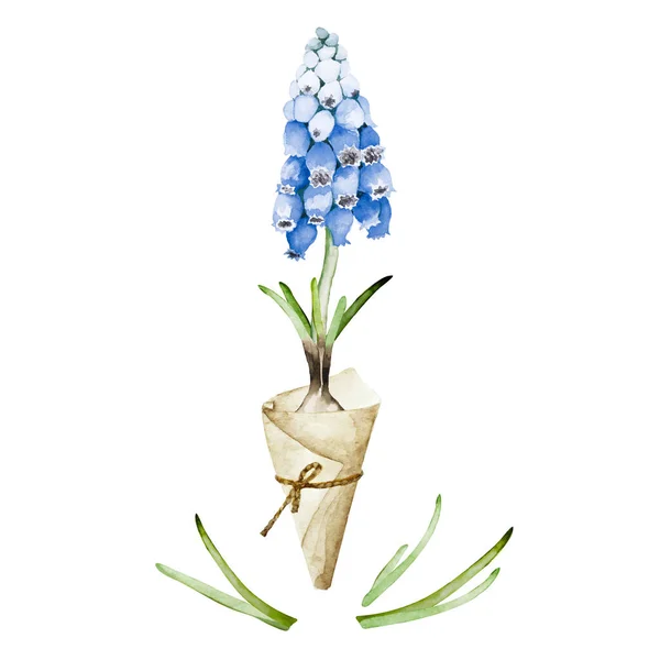Ρεαλιστικό Μπλε Φυτό Muscari Χάρτινη Κορνέτα Λουλούδι Μίσχος Βολβός Και — Φωτογραφία Αρχείου
