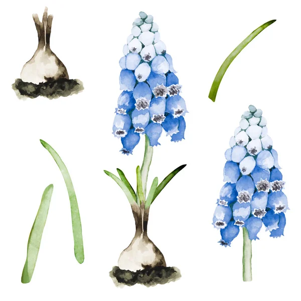 Állítsa Gyönyörű Kék Muszkari Virágok Levelek Izzók Elszigetelt Fehér Alapon — Stock Fotó