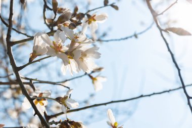 Güzel badem ağacı dalının mavi gökyüzüne yakın çekimi. Badem beyazı çiçekler bahar zamanı çiçek açar. Yumuşak bulanık arkaplan.