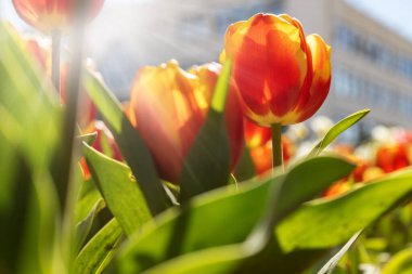 Güneşli bir günde şehir parkında kırmızı laleler. Binanın arka planında güneşli bahar lale çiçekleri var. Kapatın. Seçici odak.