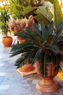 Yeşil sokak bitkileri büyük kahverengi çömlekler içinde yerde duruyorlardı. Bina duvarının yanındaki dekoratif ağaçlar. Seçici odak.