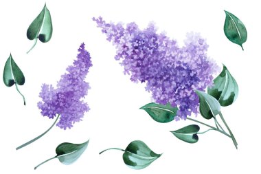 Beyaz arka planda güzel leylak çiçek dalları ve yaprakları var. El çizimi suluboya çizimi.