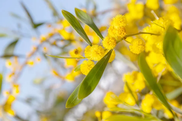 Baharda güneşli bir günde mavi gökyüzüne karşı sarı çiçekli çiçek açan akasya ağacının yakın çekimi. Seçici odaklanma. Bulanık arkaplan.