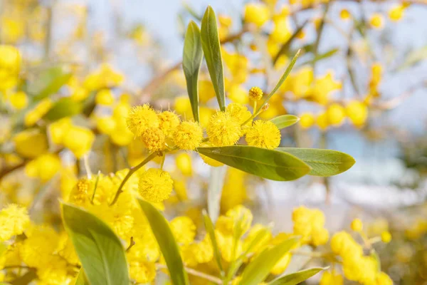 Baharın güneşli bir gününde mavi gökyüzüne karşı sarı çiçek açan akasya ağacının yakın çekimi. Seçici odaklanma. Bulanık arkaplan.