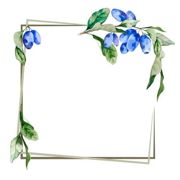 Čtvercový Květinový Rám Větví Modrých Zimolezu Listy Izolované Bílém Pozadí — Stock fotografie