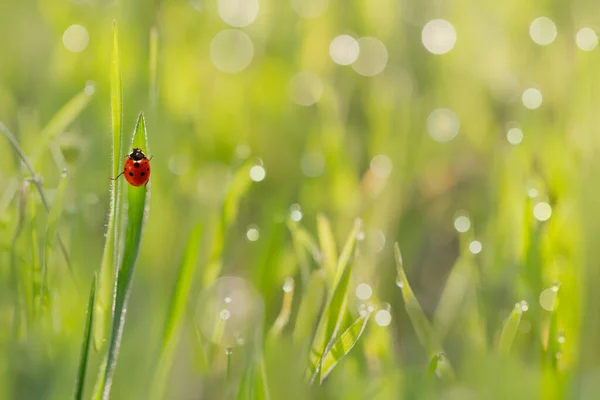 Nahaufnahme Des Marienkäfers Auf Gras Mit Tautropfen Der Morgensonne — Stockfoto