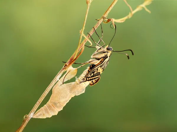 Close Amazing Moment Butterfly Papilio Machaon Emerging Chrysalis Twig Green — Stock Photo, Image