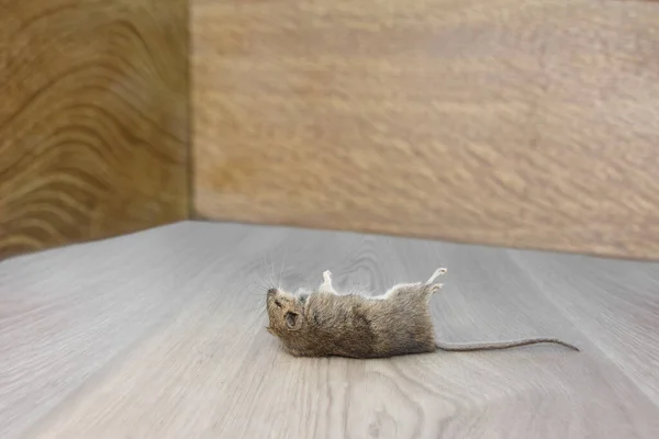 Close Dari Tikus Mati Sudut Datar Lantai Abu Abu Dalam — Stok Foto