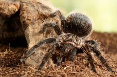 Yeşil yaprak arkaplanındaki çıkmazda örümcek tarantulasının (Brachypelma albopilosum) dişisine yakın plan.