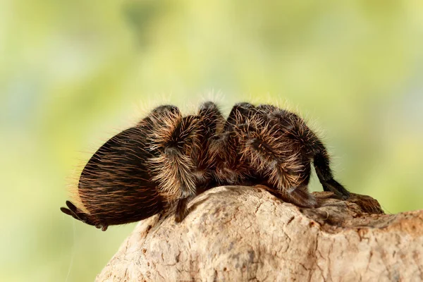 Close Female Spider Tarantula Brachypelma Albopilosum Sits Snag Green Leaves — Stock Photo, Image