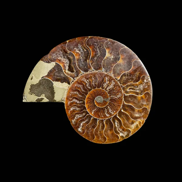 Ammonite Fossil Shell Isolated Black Background — Stockfoto