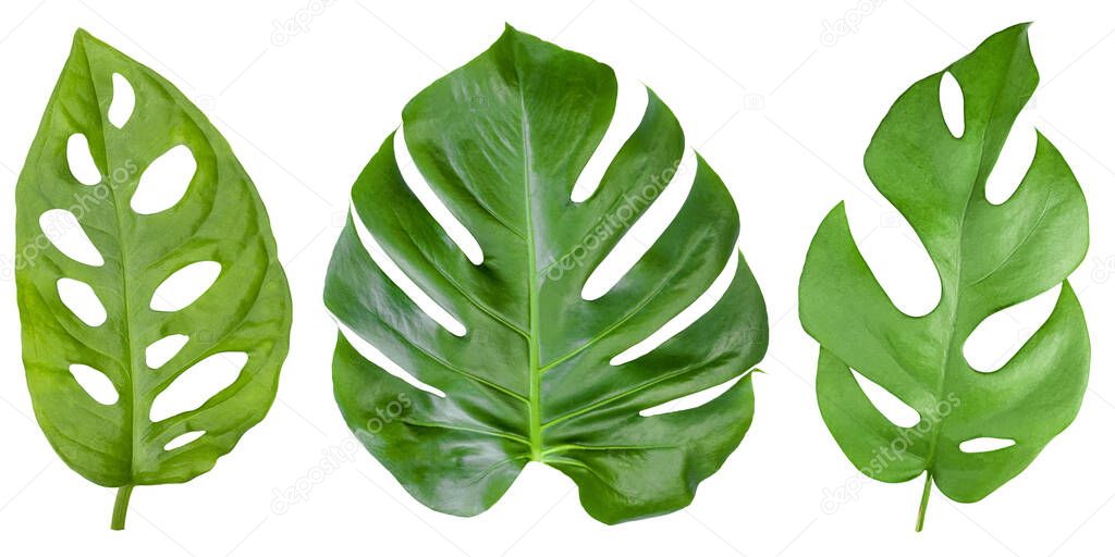 Set of isolated leaves of three types of Monstera
