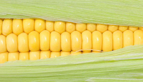 トウモロコシの穀粒のクローズ アップ — ストック写真