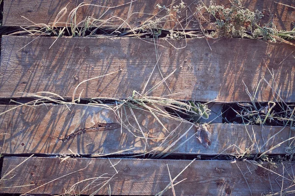 被霜冻覆盖的草地在木板上发芽 秋天的霜冻特写背景 — 图库照片