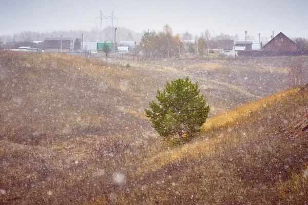 Den Första Snön Snöflingor Faller Gräs Och Träd Vackert Lantligt — Stockfoto